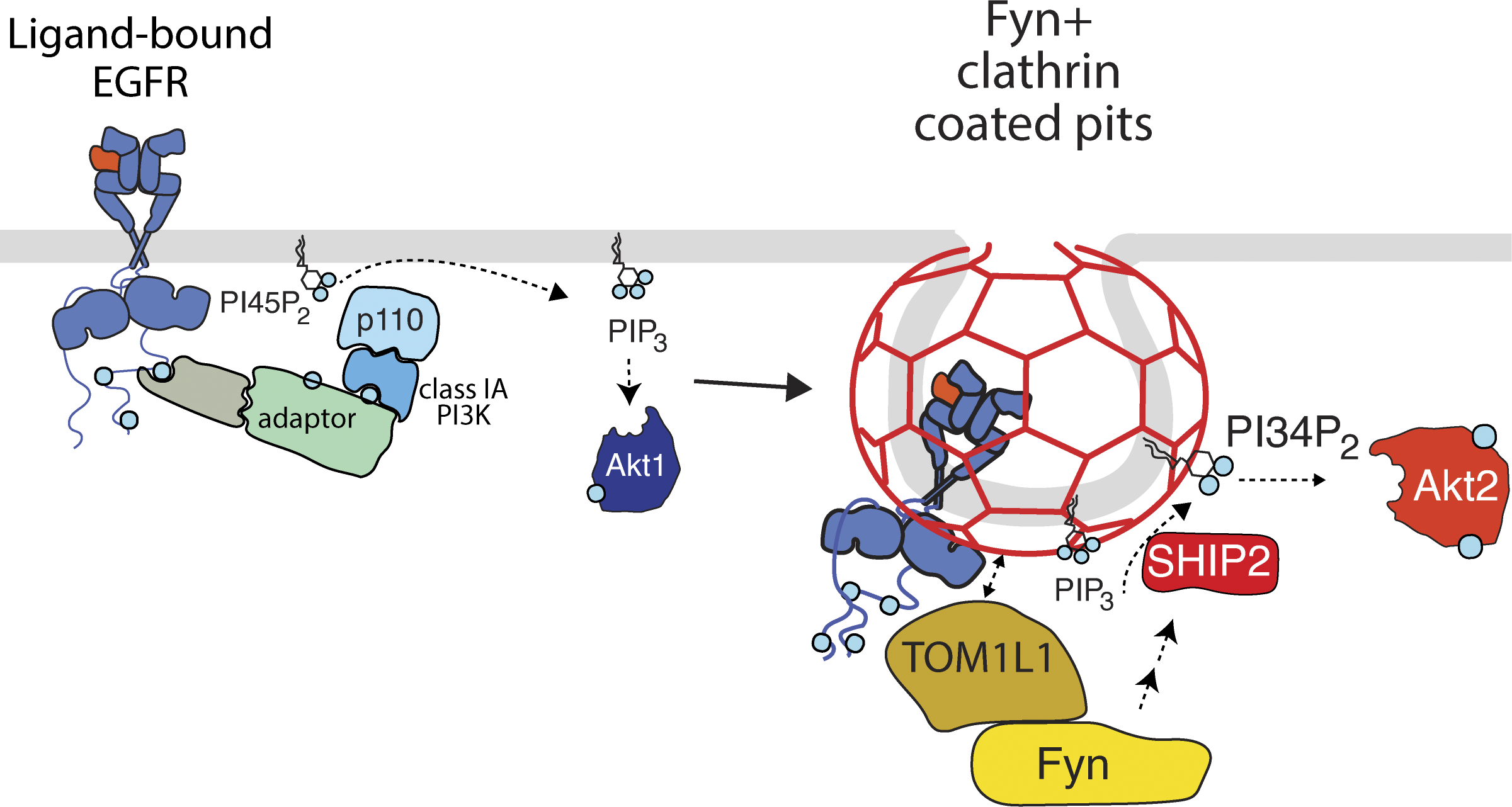 Nanoscale Receptor signaling